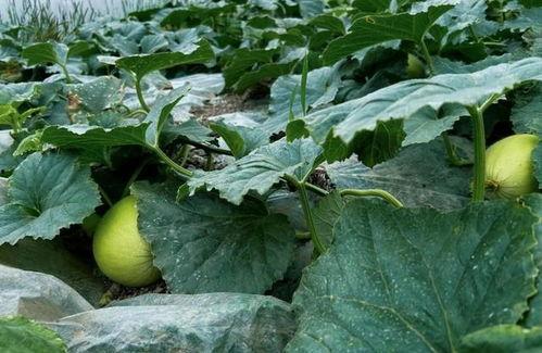 台山嘉裕地产吃瓜,揭秘吃瓜背后的地产风云
