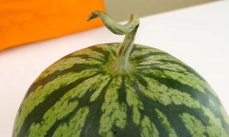 霸州吃瓜视频,揭秘当地生活百态