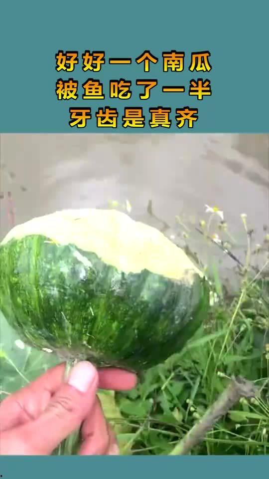 吃瓜会对牙不好吗,揭秘瓜果对牙齿的潜在危害