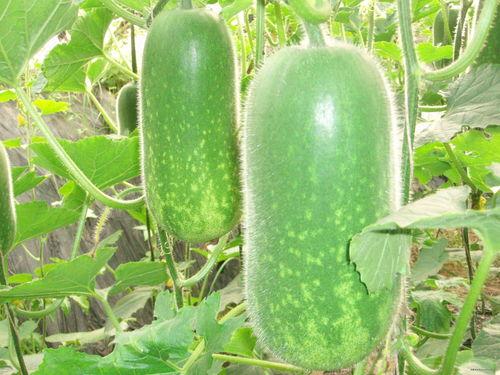 412页吃瓜824,412页吃瓜824背后的惊人真相