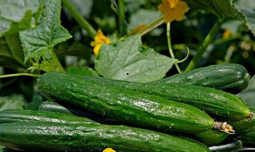 早上吃旱瓜,旱瓜，营养早餐新风尚