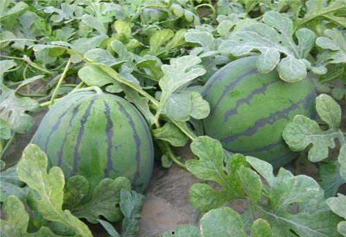 梦见在瓜地栽瓜吃