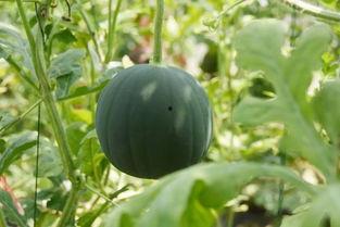 当我们吃瓜,揭秘吃瓜群众的快乐与烦恼