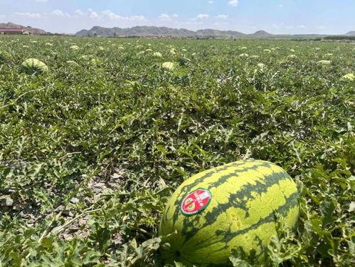 瓜哥吃瓜说新闻,揭秘热点事件背后的真相