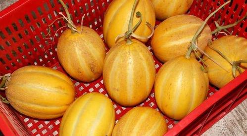 开心的吃瓜剪影,揭秘开心吃瓜背后的趣味人生