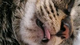 狼猫吃瓜,一场别开生面的田园盛宴