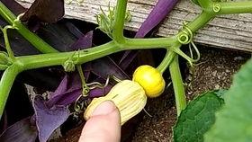 有瓜苗就有瓜吃,从播种到收获的甜蜜旅程