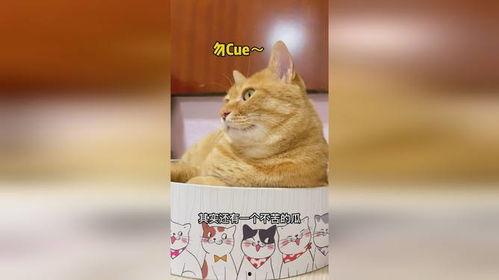 吃瓜猫动漫,揭秘萌宠界的欢乐喜剧