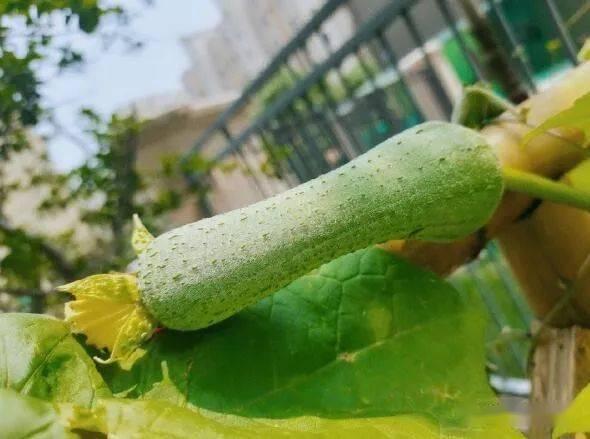 百区吃瓜,揭秘网络热点的背后故事