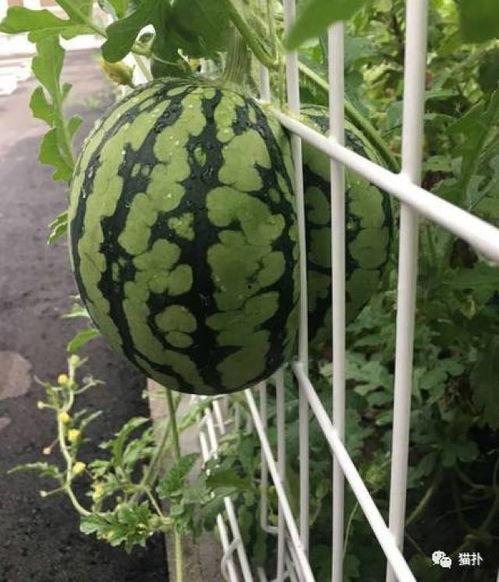 吃瓜花小瓜种子怎么种,轻松播种，收获美味