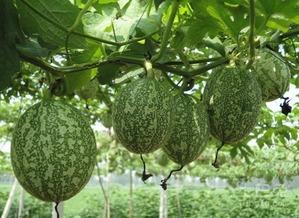 大型吃瓜图片儿,揭秘娱乐圈幕后风云