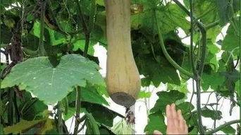 花海九尾吃瓜,揭秘吃瓜背后的娱乐风云