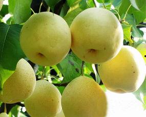 吃蜜瓜口腔破了